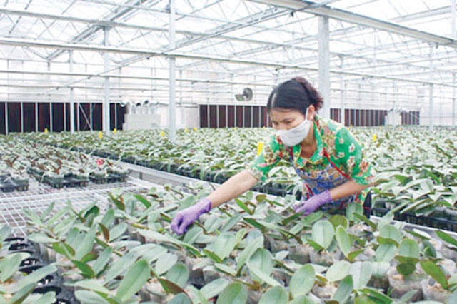 Nhiều HTX nông nghiệp tại Hà Nội đã ứng dụng công nghệ cao trong sản xuất (Ảnh: TL)