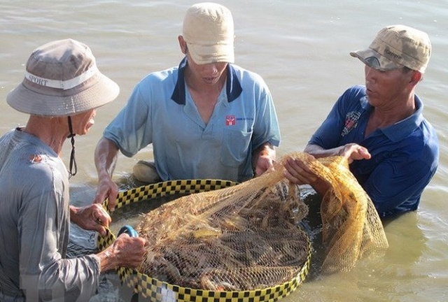 Con tôm là thế đột phá trong xây dựng NTM ở Mỹ Xuyên (Ảnh: TL)