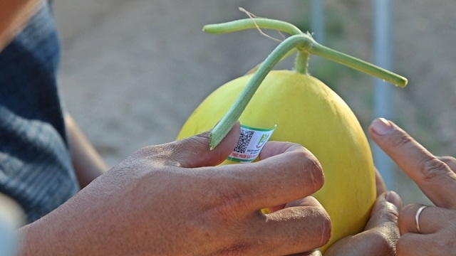 Dưa lê được dán tem truy xuất nguồn gốc để đưa vào siêu thị (Ảnh: Tư liệu)