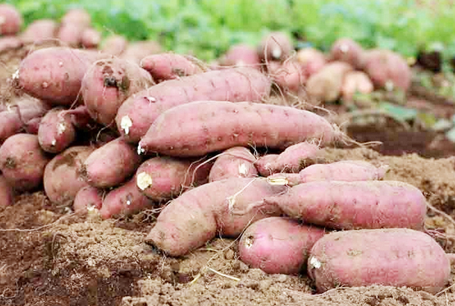 Sản xuất an toàn giúp khoai lang có tỷ lệ đậu củ cao, chất lượng sản phẩm tốt (Ảnh TL)