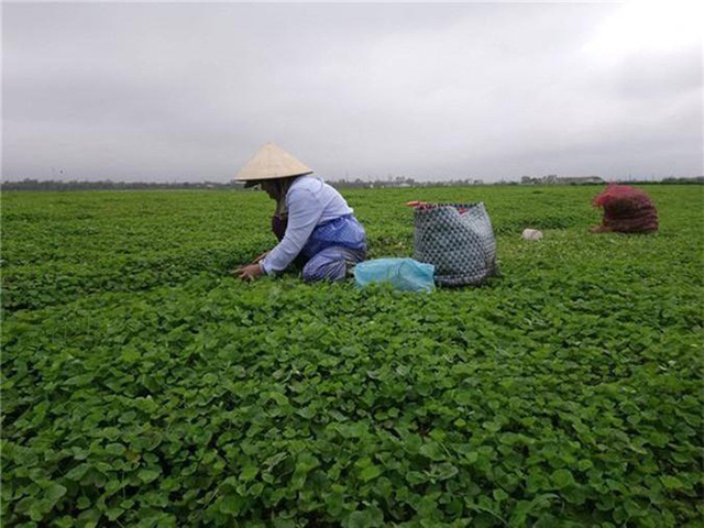 Không có thị trường tiêu thụ người dân phải thu hoạch bán lẻ để giảm bớt thiệt hại (Ảnh: TL)