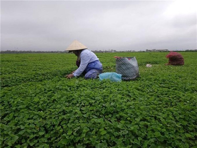 Không có thị trường tiêu thụ người dân phải thu hoạch bán lẻ để giảm bớt thiệt hại (Ảnh: TL)