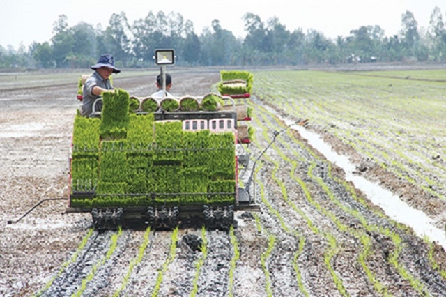 Mô hình cấy lúa kết hợp bón phân thông minh đã giúp nông dân giảm nhiều công lao động và bảo vệ môi trường (Ảnh: Tư liệu)