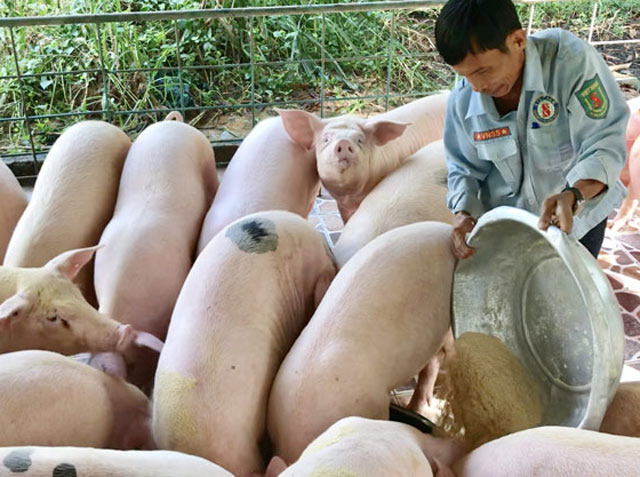 Toàn bộ thức ăn của heo đều bằng nguồn thức ăn tự nhiên như cám gạo, bột bắp, bột mì và cám thảo được được pha trộn theo tỷ lệ 3:1 (Ảnh: Tư liệu)