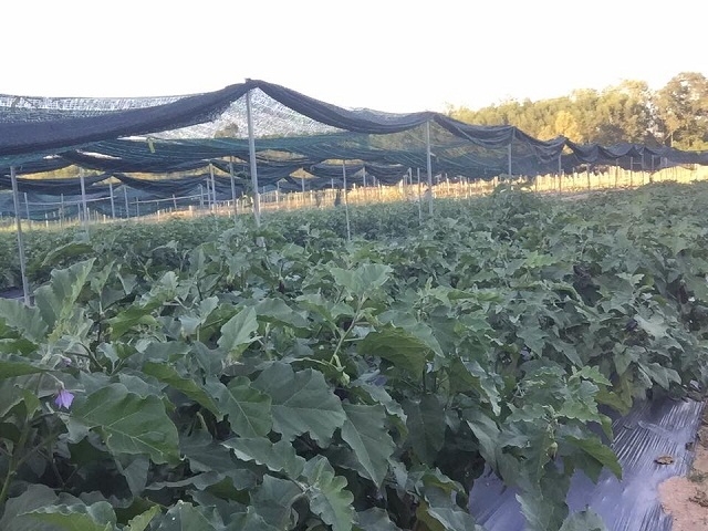 Các sản phẩm do HTX Thực phẩm sạch Phú Ninh sản xuất chủ yếu là dưa hấu, dưa leo, các loại cà, rau, thịt vịt, thịt gà… trên diện tích trang trại gần 7ha (Ảnh: Tư liệu)