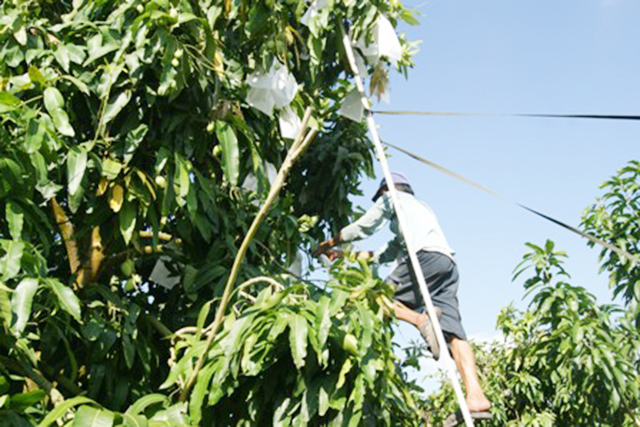 Việc trồng xoài theo tiêu chuẩn 4 đúng mang lại hiệu quả kinh tế cao (Ảnh Tư liệu)