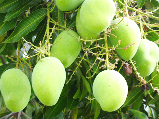 Chất lượng vượt trội giúp xoài của THT được lòng người tiêu dùng (Ảnh TL)