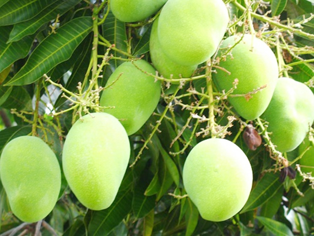 Chất lượng vượt trội giúp xoài của THT được lòng người tiêu dùng (Ảnh TL)