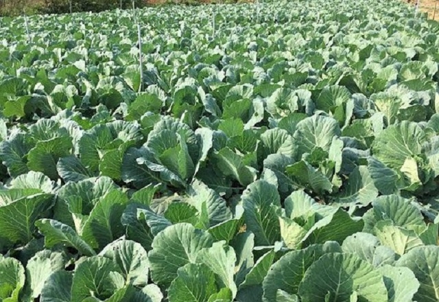 Huyện đã xây dựng được những cánh đồng mẫu lớn cho năng suất cao (Ảnh: TL)