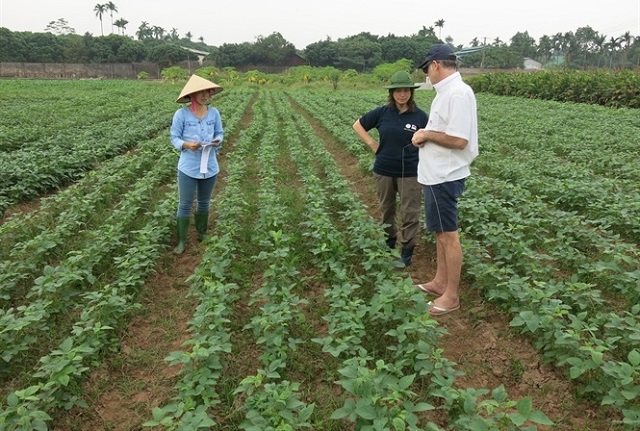 Nhờ liên kết với doanh nghiệp, HTX không khó khăn về đầu ra ngay cả khi dịch Covid-19 bùng phát (Ảnh: TL)