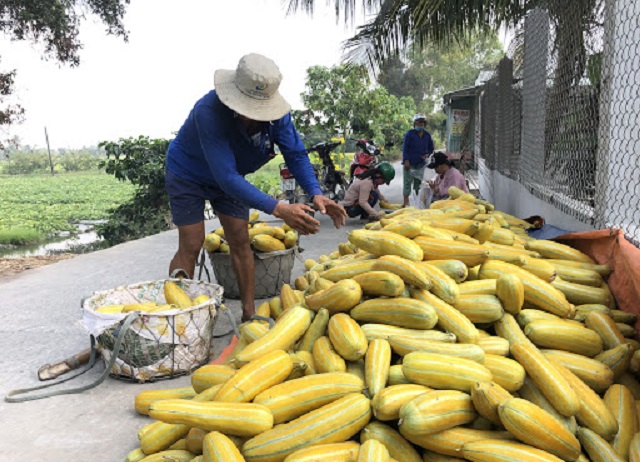 Liên kết theo chuỗi giá trị giúp giảm rủi ro trong sản xuất