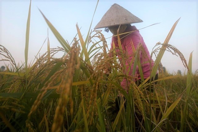 Giá gạo xuất khẩu tại châu Á lên cao nhất 7 năm (Ảnh minh họa/Internet)