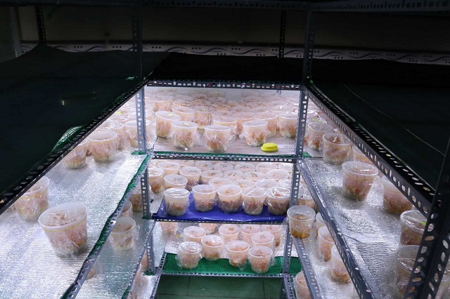 Nuôi cấy đông trùng hạ thảo đòi hỏi kỹ thuật phức tạp và các yêu cầu khắt khe về môi trường (Ảnh: TL)