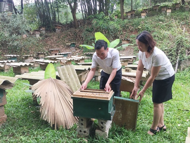 Trung bình mỗi năm, các thành viên HTX Yên Tân thu về lợi nhuận 60 - 80 triệu đồng từ nuôi ong lấy mật (Ảnh: Tư liệu)