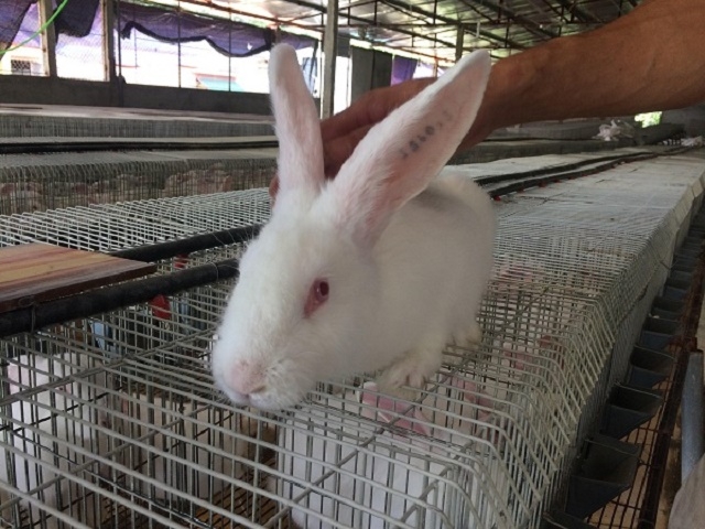 Thỏ là loài vật dễ nuôi nhưng cũng dễ nhiễm bệnh nên quy trình nuôi phải được kiểm soát chặt chẽ (Ảnh: TL)