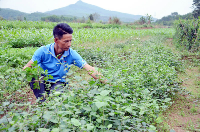Việc phát triển và bảo tồn các giống cây, vùng trồng dược liệu được nhiều đơn vị tại tỉnh Quảng Ninh quan tâm, đầu tư