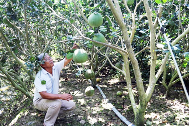 Để hút khách, thành viên THT phải tuân thủ quy trình VietGAP, tạo ra sản phẩm sạch (Ảnh TL)