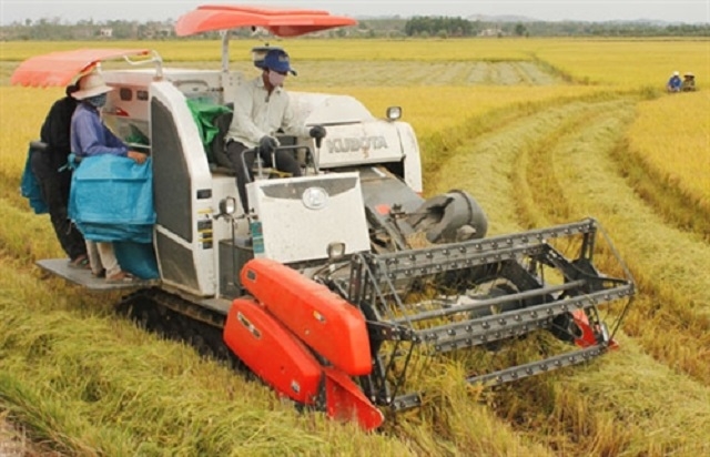 Lúa gạo được xem là một trong những sản phẩm đặc trưng, có thế mạnh của Krông Nô (Ảnh: Tư liệu)