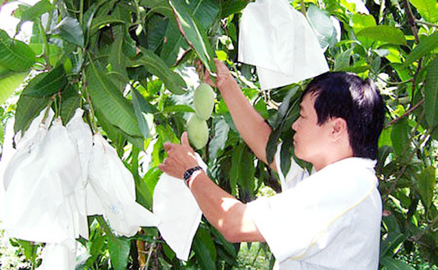 Kỹ thuật bao trái giúp người trồng xoài giảm lượng thuốc bảo vệ thực vật, nâng cao năng năng suất, bảo vệ môi trường (Ảnh tư liệu)