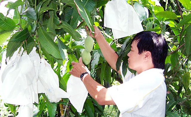 Kỹ thuật bao trái giúp người trồng xoài giảm lượng thuốc bảo vệ thực vật, nâng cao năng năng suất, bảo vệ môi trường (Ảnh tư liệu)