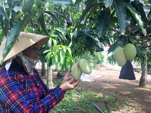 HTX Thạnh Phong đang đặt mục tiêu xuất khẩu xoài tứ quý nhằm nâng cao giá trị sản xuất cho người dân (Ảnh TL)