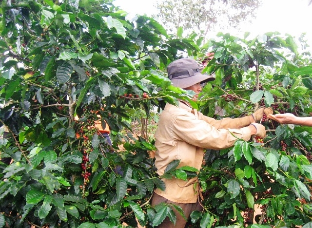 Huyện Krông Nô đã có 2 sản phẩm cà phê bột được Hội đồng OCOP cấp huyện đánh giá hạng 3 sao (Ảnh: TL)