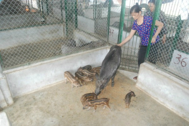 HTX Thắng Lợi đã mang đến cách sản xuất mới cho bà con ở Hà Quảng (Ảnh: TL)