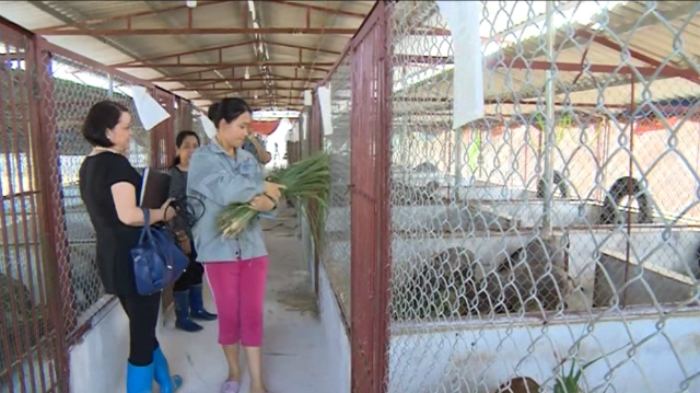 Mô hình chăn nuôi hữu cơ khép kín của HTX Thắng Lợi mang lại hiệu quả cao (Ảnh: TL)