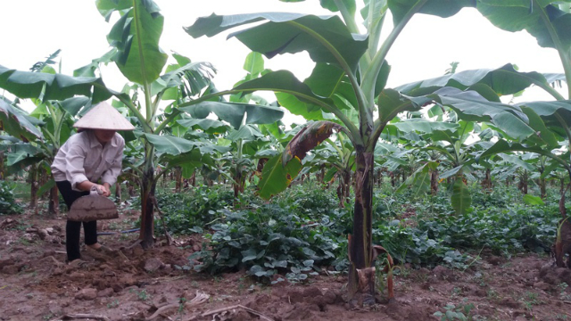 Bà Lượt đang chăm sóc vườn chuối tiêu của gia đình mình (ảnh T.Vân)