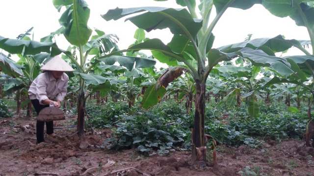 Bà Lượt đang chăm sóc vườn chuối tiêu của gia đình mình (ảnh T.Vân)