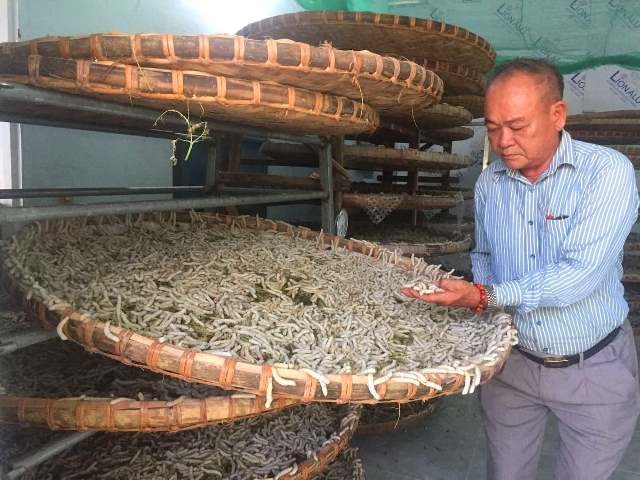 HTX Điện Quang không chỉ xây dựng thành công chuỗi giá trị sản xuất mà còn cho thấy triển vọng phục hồi thành công nghề trồng dâu nuôi tằm trong những năm tới (Ảnh: TL)