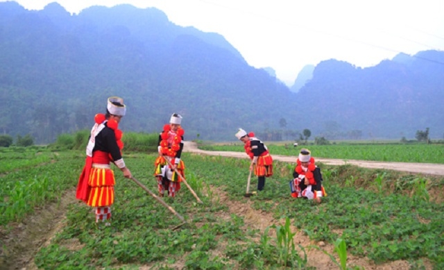 Nông dân thôn Phiêng Tạ chăm sóc lạc xuân (Ảnh: Tư liệu)