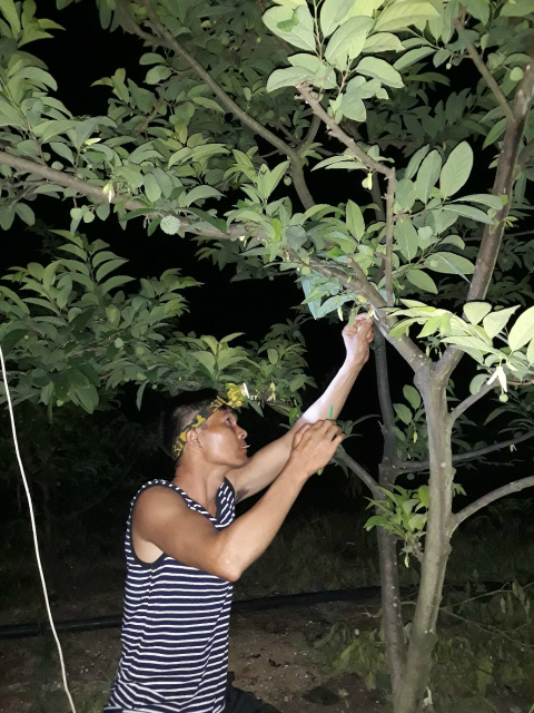 Thành viên HTX tranh thủ thụ phấn cho cây na bở vào buổi tối (Ảnh T. Vân)