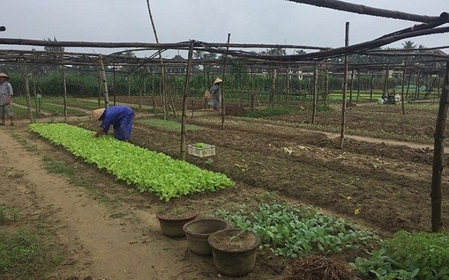 Vườn rau hữu cơ Thanh Đông lao đao vì dịch bệnh Covid - 19 (Ảnh: TL)