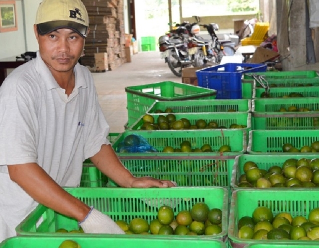 Ngoài trực tiếp canh tác các loại cây, HTX và người dân còn lập cơ sở thu mua hàng nông sản để phát triển kinh tế (Ảnh: TL)
