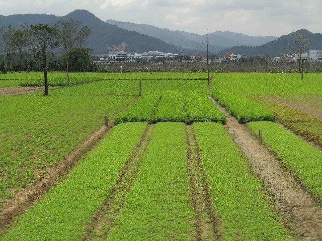 Sản xuất rau an toàn góp phần bảo vệ môi trường
