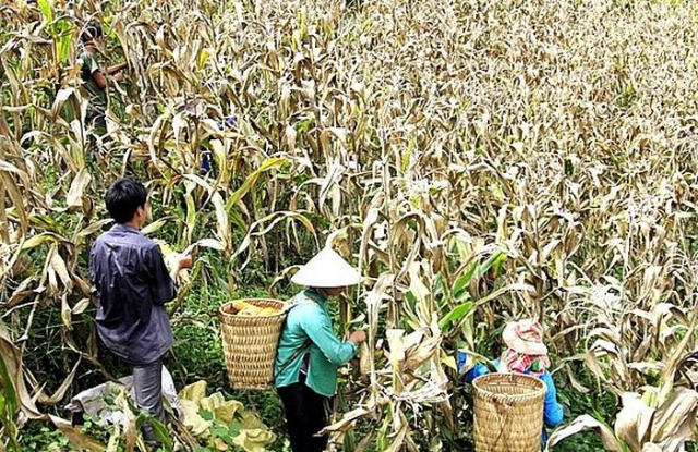 Trồng bắp giống, được bao tiêu sản phẩm góp phần mang lại thu nhập ổn định cho người trồng