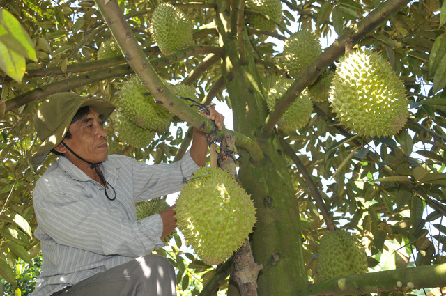 Cai Lậy có nhiều cây trồng thế mạnh có thể trở thành cây kinh tế bền vững cho người dân (Ảnh tư liệu)