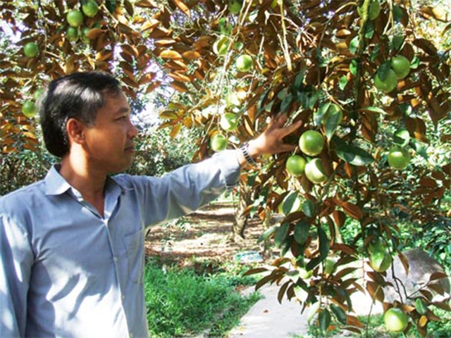 HTX trở thành điểm tựa phát triển cây thế mạnh trên địa bàn huyện (Ảnh TL)