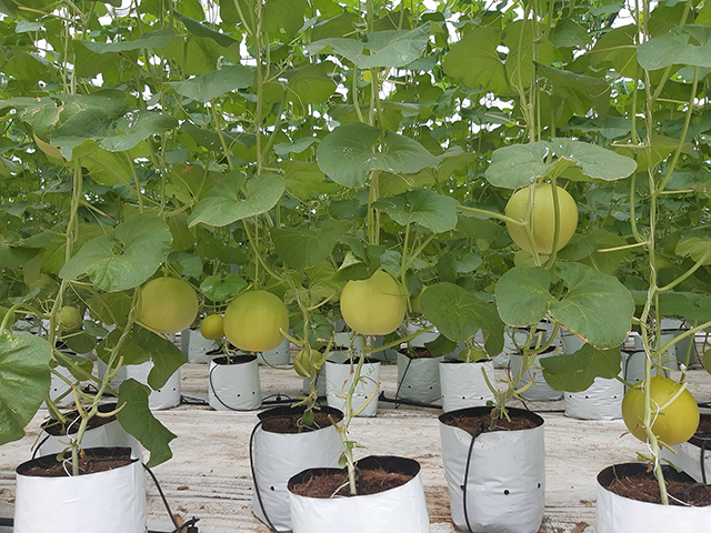 Dưa VietGAP của HTX Hưng Loan