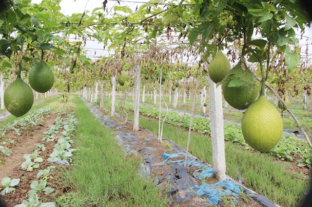 Mô hình của HTX đang cho hiệu quả kinh tế cao, ổn định (Ảnh TL)