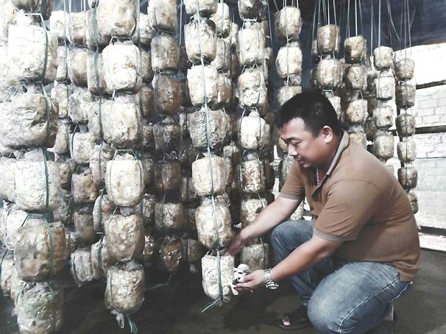 Trồng nấm từ mùn cưa là thương hiệu đặc trưng của HTX Tân Phú Quý (Ảnh: TL)