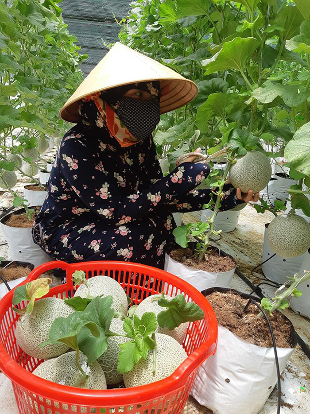 Người lao động của HTX Hưng Loan thu hoạch dưa lưới trồng trong nhà kính
