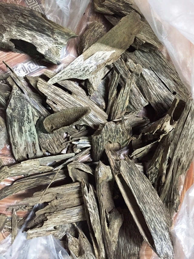 Nguyên liệu quan trọng để sản xuất nhang trầm cao cấp không tăm của THT Hương trầm Kỳ Nam là lõi giác trầm được lấy từ cây dó bầu (Ảnh: TL)