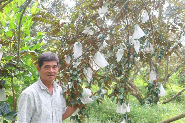 Sử dụng túi nilon chuyên dụng để bao trái tại HTX Trường Khương A (Ảnh: TL)