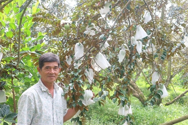 Sử dụng túi nilon chuyên dụng để bao trái tại HTX Trường Khương A (Ảnh: TL)