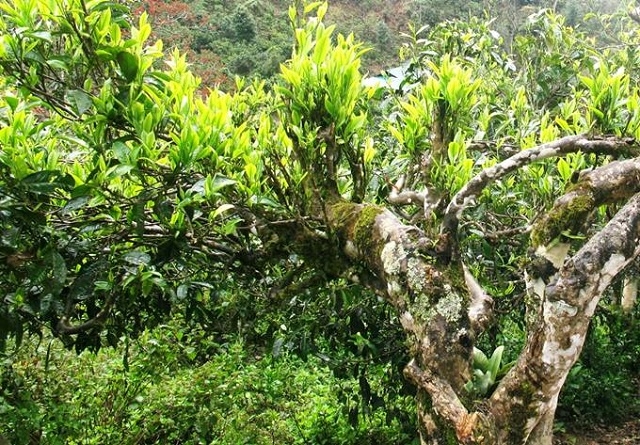 Chè tuyết Shan cổ thụ là một trong những sản phẩm nông nghiệp tiêu biểu của huyện Tủa Chùa