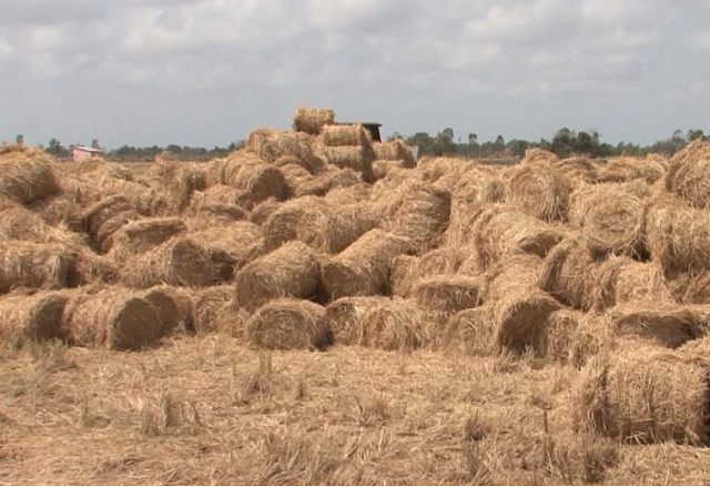 Thu gom rơm sẽ hạn chế tối đa việc đốt đồng, gây ảnh hưởng môi trường