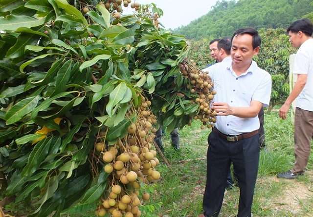 Hình thành vùng chuyên canh hàng hóa giúp nâng cao thu nhập cho người dân
