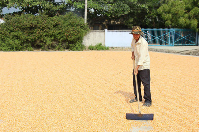 Thành viên HTX ai cũng phấn khởi sau vụ thu hoạch vào tháng 3 vừa qua